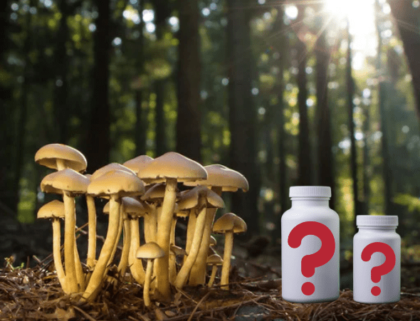 Detailed Explanation of the Mushroom Cycle and its Impact on Reishi Supplements - 維特健靈官方海外專賣店 Vita Green Official Global Shop