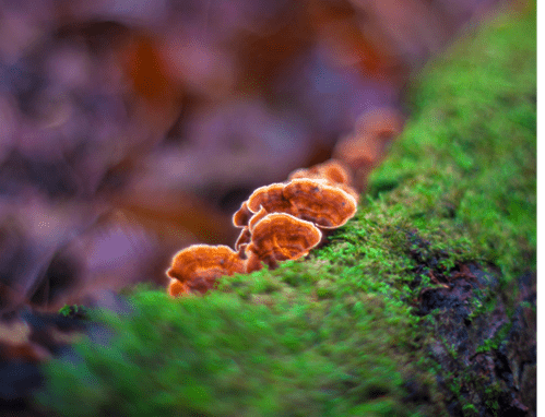 Discovering Reishi Mushroom's Impact on Cardiovascular Wellness - 維特健靈官方海外專賣店 Vita Green Official Global Shop