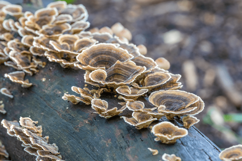 Turkey Tail Mushrooms: Your Natural Immunity Ally - 維特健靈官方海外專賣店 Vita Green Official Global Shop