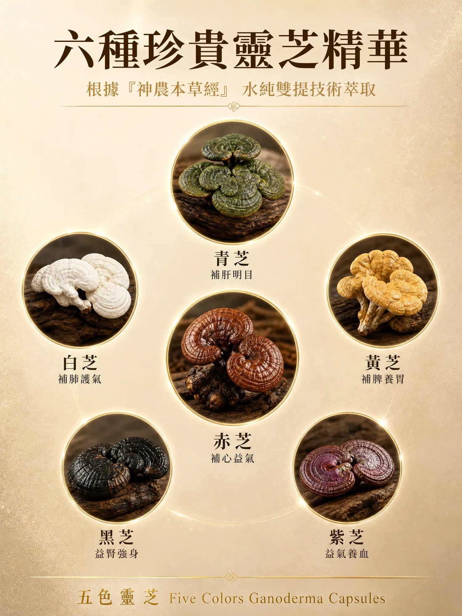 Five-color Lingzhi Mushroom